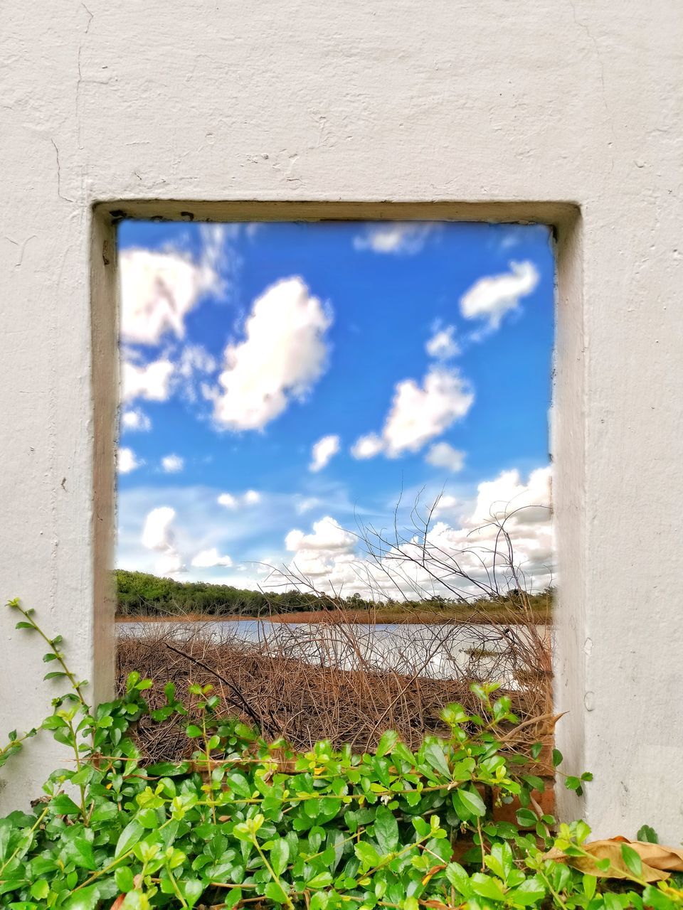 LOW ANGLE VIEW OF PLANTS AGAINST WALL OF BUILDING