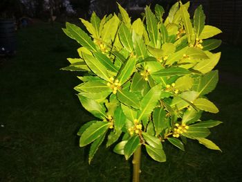 Close-up of leaves