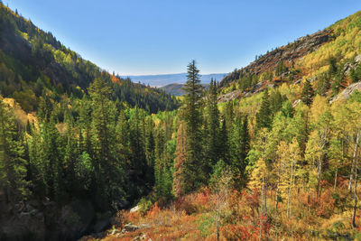 Scenic view of pine trees against sky