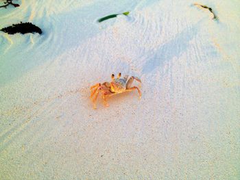 High angle view of crab on beach