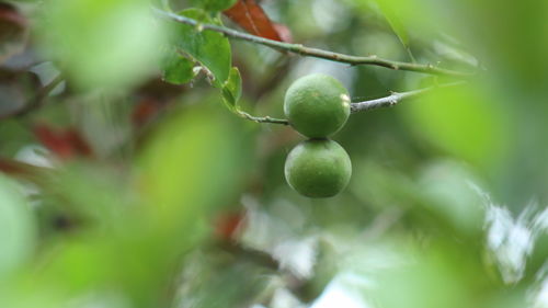 Close-up of berries growing on tree