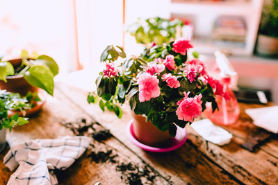 High angle view of potted plant on table