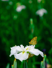 Close-up of butterfly pollinating on flower