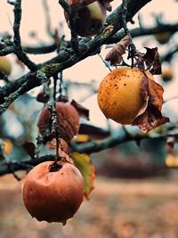 Close-up of fruit growing on tree