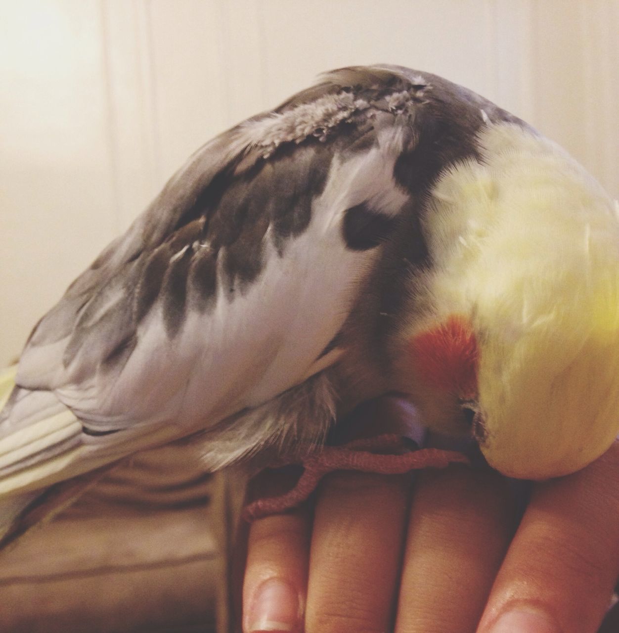 animal themes, one animal, indoors, close-up, animals in the wild, wildlife, bird, focus on foreground, one person, person, part of, food, cropped, food and drink, holding, feather, animal head, human finger