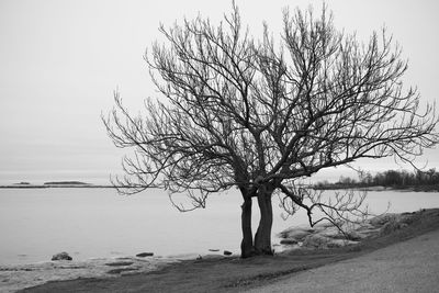 Bare tree by sea against clear sky
