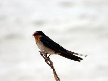 Close-up of bird perching on branch against sky