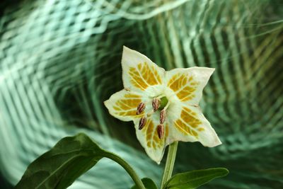 Close-up of yellow flower