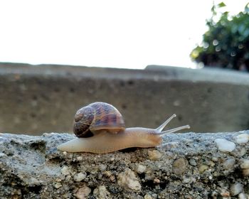 Close-up of snail on rock