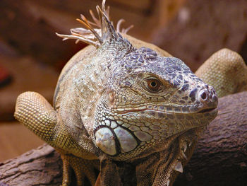 Close-up of turtle