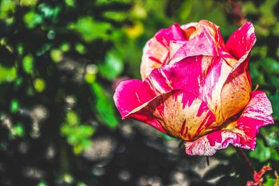 Close-up of pink rose leaves