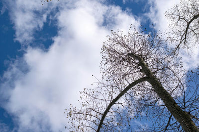 Low angle view of silhouette bare tree against sky