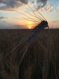 Scenic view of field against sky at sunset