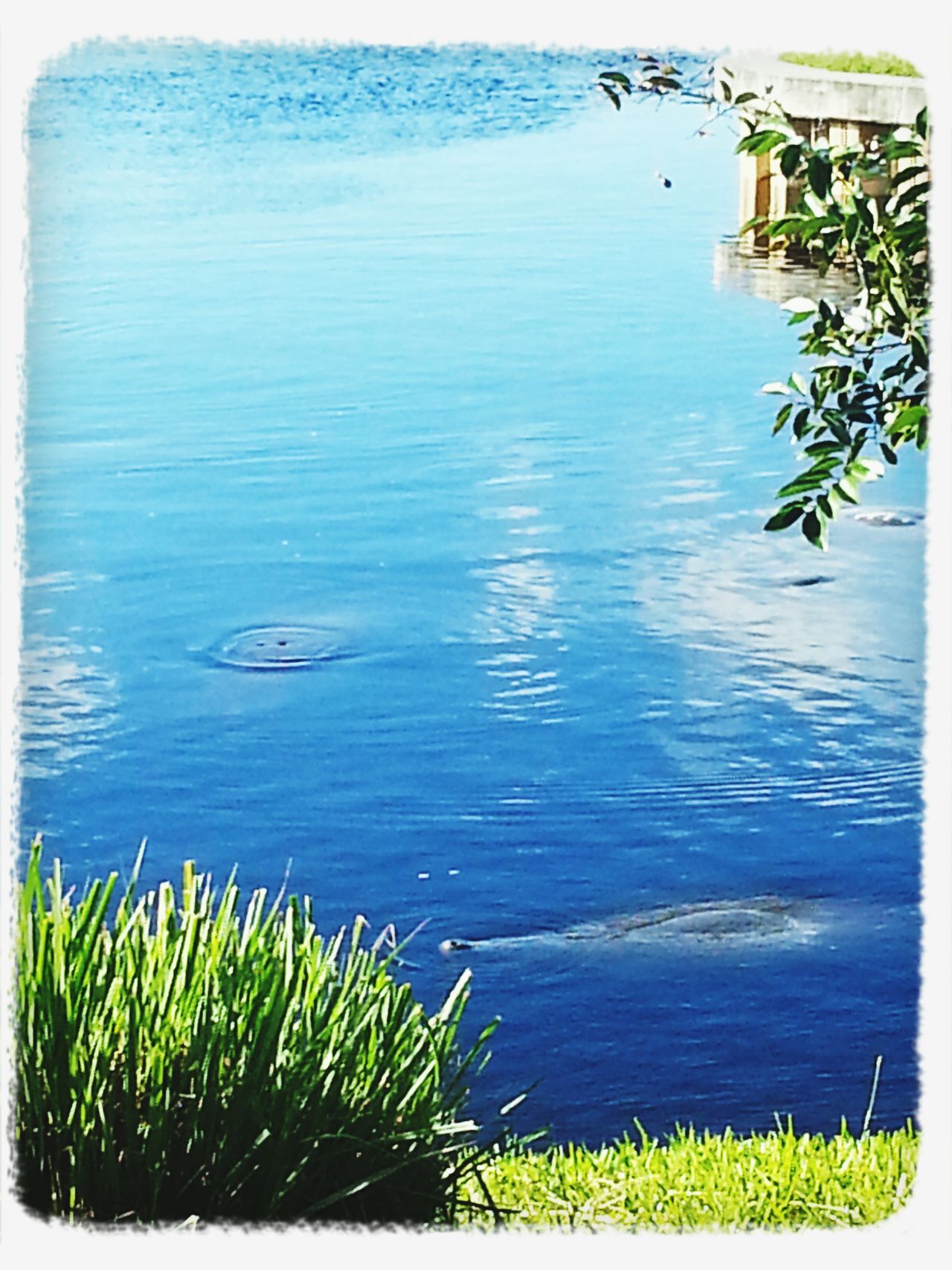 Manatee park