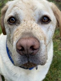 Close-up portrait of dog on field