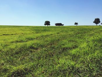 Scenic view of grassy field against blue sky