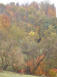 Trees in forest during autumn