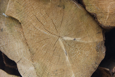 Full frame shot of tree stump