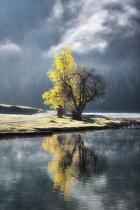 Tree by lake against sky