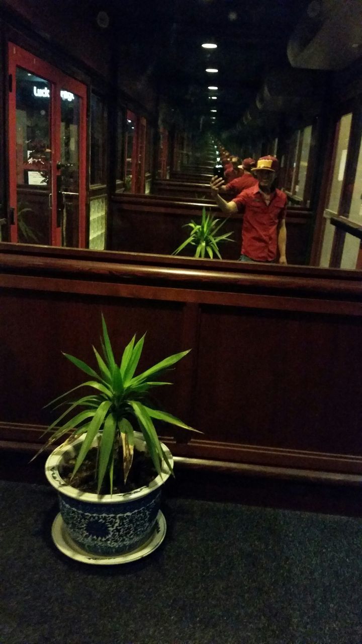 POTTED PLANTS ON WALL