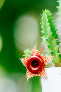 Close-up of succulent plant