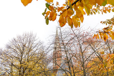 Low angle view of autumn leaves against sky