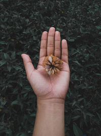 High angle view of hand holding flower