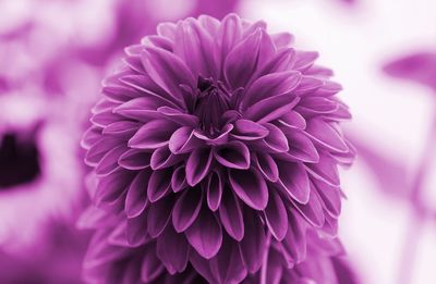 Close-up of flower blooming outdoors