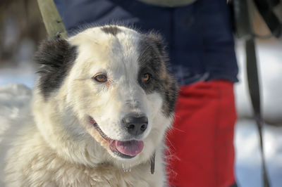 Close-up of dog looking away