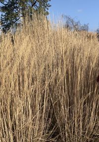 View of stalks in field against sky