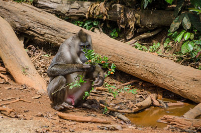 Close-up of monkey sitting on ground