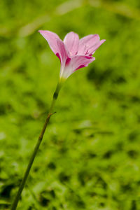 Close-up of pink flowering plant