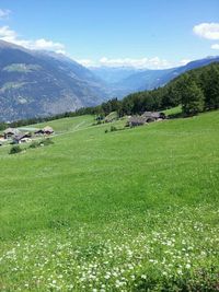 Scenic view of grassy field against sky