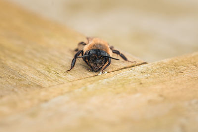 Close-up of insect