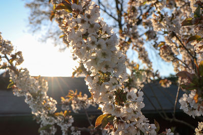 Low angle view of cherry blossom tree