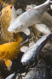 Koi carp in the lake