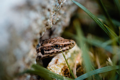 Close-up of frog on plant