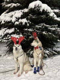 Dogs on snow