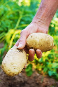 Close-up of hand holding mushrooms