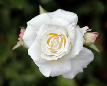 Close-up of white rose