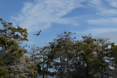 Low angle view of bird flying against sky