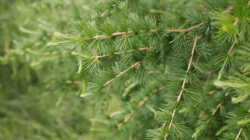 Close-up of pine tree