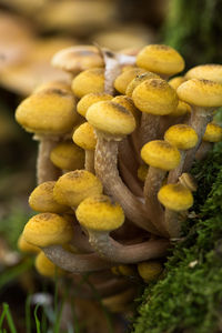 Close-up of yellow flowers