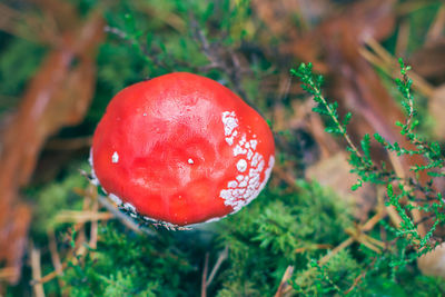 red