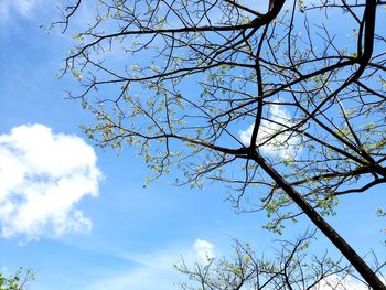 Low angle view of flowering tree against blue sky