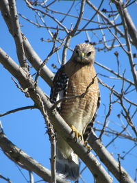 Low angle view of bird perching on branch