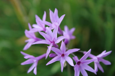 Close-up of purple flowers blooming outdoors