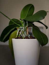 Close-up of potted plant