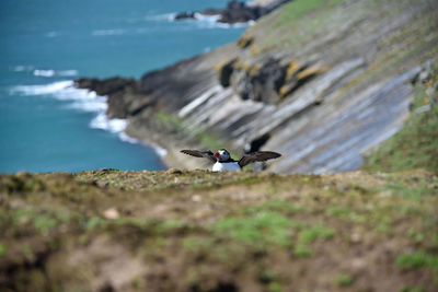 High angle view of bird on beach