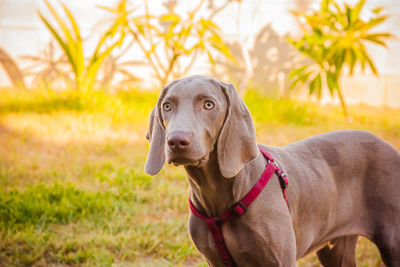 Close-up of dog on field